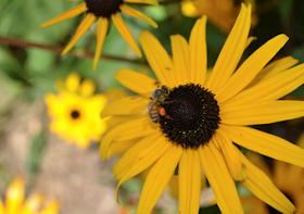 Back Eyed Susan Flower with Honeybee