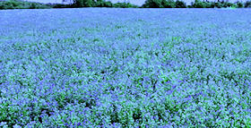 Hay Field in bloom