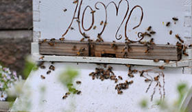 Closeup of honeybee hive and bees