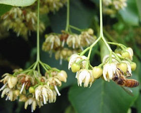 Basswood Tree for Honeybee in bloom